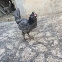 مرغوخروس طوسی
