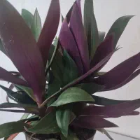 برگ بیدی و موسی در گهواره
