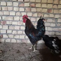 خروس سیاه