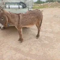 خر الاغ