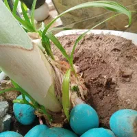 گل موزی|گل و گیاه طبیعی|رفسنجان, |دیوار