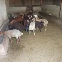 بره