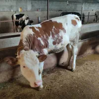 تلیسه درجه یک