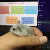 همستر