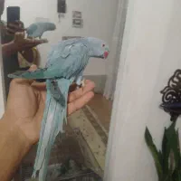طوطی ملنگو ابی نر دستی  مهاوضه با ملنگو غیر دستی