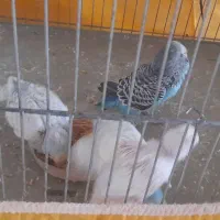 مرغ عشق درجه یک