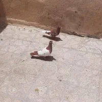 کبوتر میلیومنز پلاکی