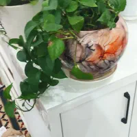 گل پتوس|گل و گیاه طبیعی|شیراز, انجیر|دیوار