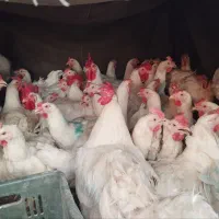 مرغ مادر تخم گذار