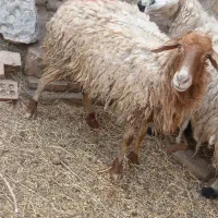 میش  بز