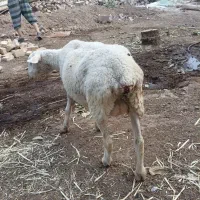 لاکن|حیوانات مزرعه|مشهد, خرم آباد|دیوار