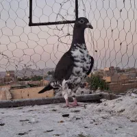 ماده گوره