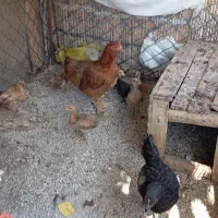 7عدد جوجه با دوتا مرغ