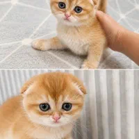 گربه های دوست داشتنی