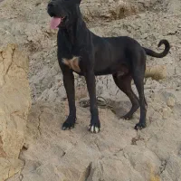 سگ سرابی درجه یک