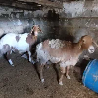 میش و ورن چینی