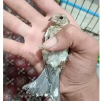 جوجه سهره معاوضه