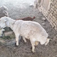 فروش بره نر