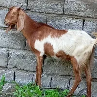 گیسه بز ابستن سنگین دوقلوزا