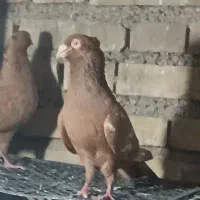 کبوتر