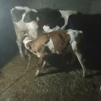 گاو وگوساله.باهم