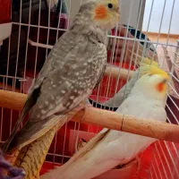 عروس هلندی سخنگو