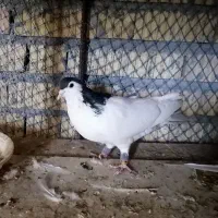 کبوتر|پرنده|داراب, |دیوار