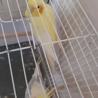 عروس هلندی نر و ماده
