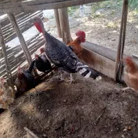 فروش بوقلمون ماده