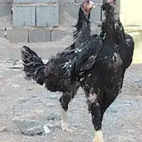 لاری دانگ بالا