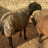 قوچ نربز|حیوانات مزرعه|جوادآباد, |دیوار