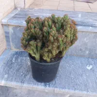 کاکتوس خانگی طبیعی