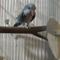 راهب ماده آبی سالم