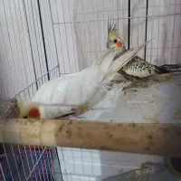 عروس پاریس