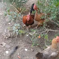 خروس|حیوانات مزرعه|اصفهان, شاهزاده ابراهیم|دیوار