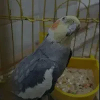 عروس هلندی