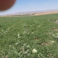 نیازمند ۶تا کارگر زرنگ برای هندوانه بارزدن