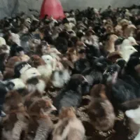 جوجه بومی مرغ همه رنگی سالم