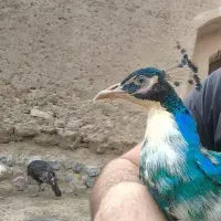 یک جفت طاوس،