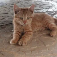 واگذاری گربه اصیل