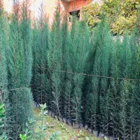 نهال سرو شیراز ( ناز )