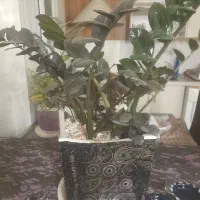 زاموفیلیابلک کاکتوس فرانسوی پیوندی