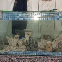 آکواریوم