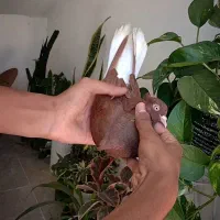 (سرخ دم سفید ماده   عتیقه جهت برکت ) کبوتر