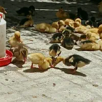 نیمچه اردک ۲۵روزه