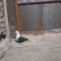 کبوتر پرشی|پرنده|نیشابور, مازول|دیوار