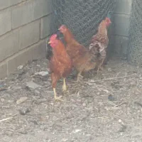 مرغ خروس جوان