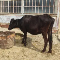 گاو آبستن