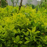 شمشاد طلایی  باغچه ای