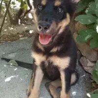 سگ ژرمن